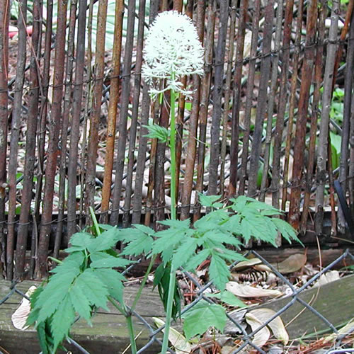 Actaea rubra Actaea rubra 